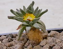 Mesembryanthemum vittatum